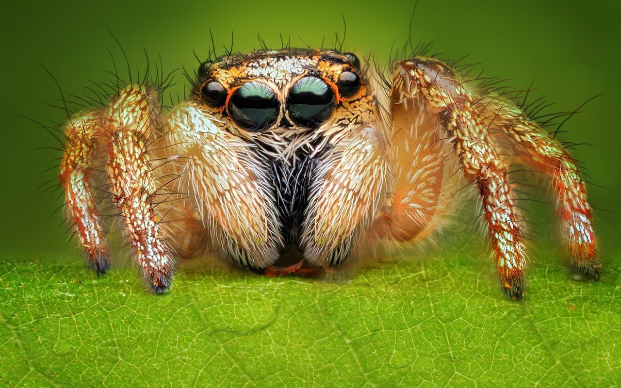 Nicht alle Spinnen sind gross und furchteinflössend: Die auch in der Schweiz heimischen Springspinnen zeichnen sich durch grosse Kulleraugen aus.