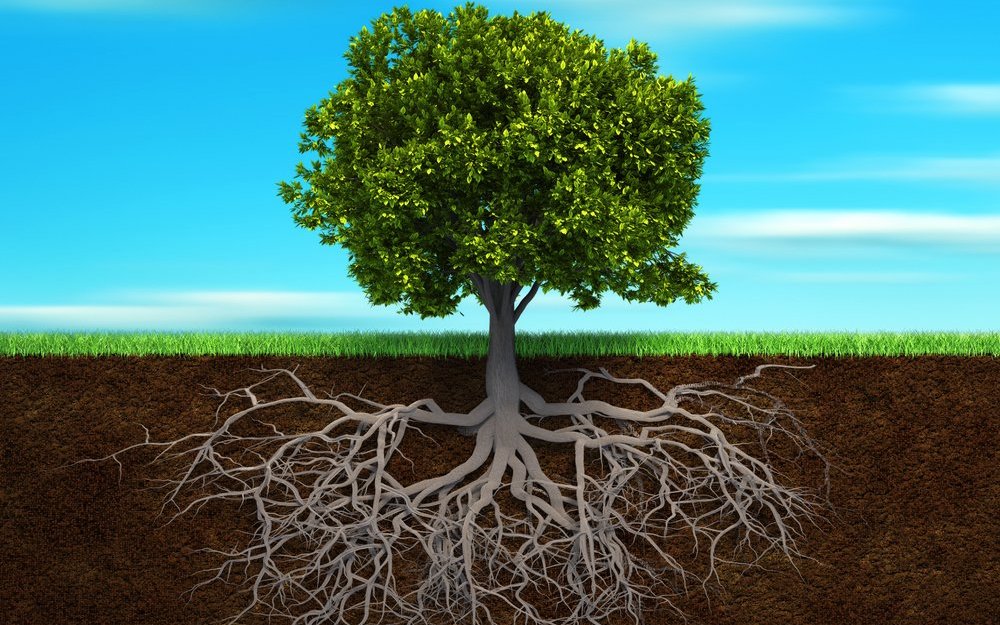 Ein Baum sollte die Möglichkeit haben, im Boden eine ähnlich grosse Wurzelschicht auszubilden wie seine Krone. 
