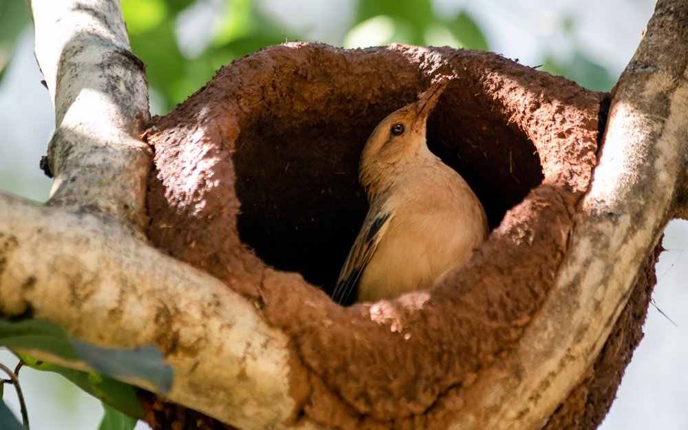 Der südamerikanische Rosttöpfer baut als Nest eine Kugel aus Ton in einem Baum oder an einem Gebäude. 