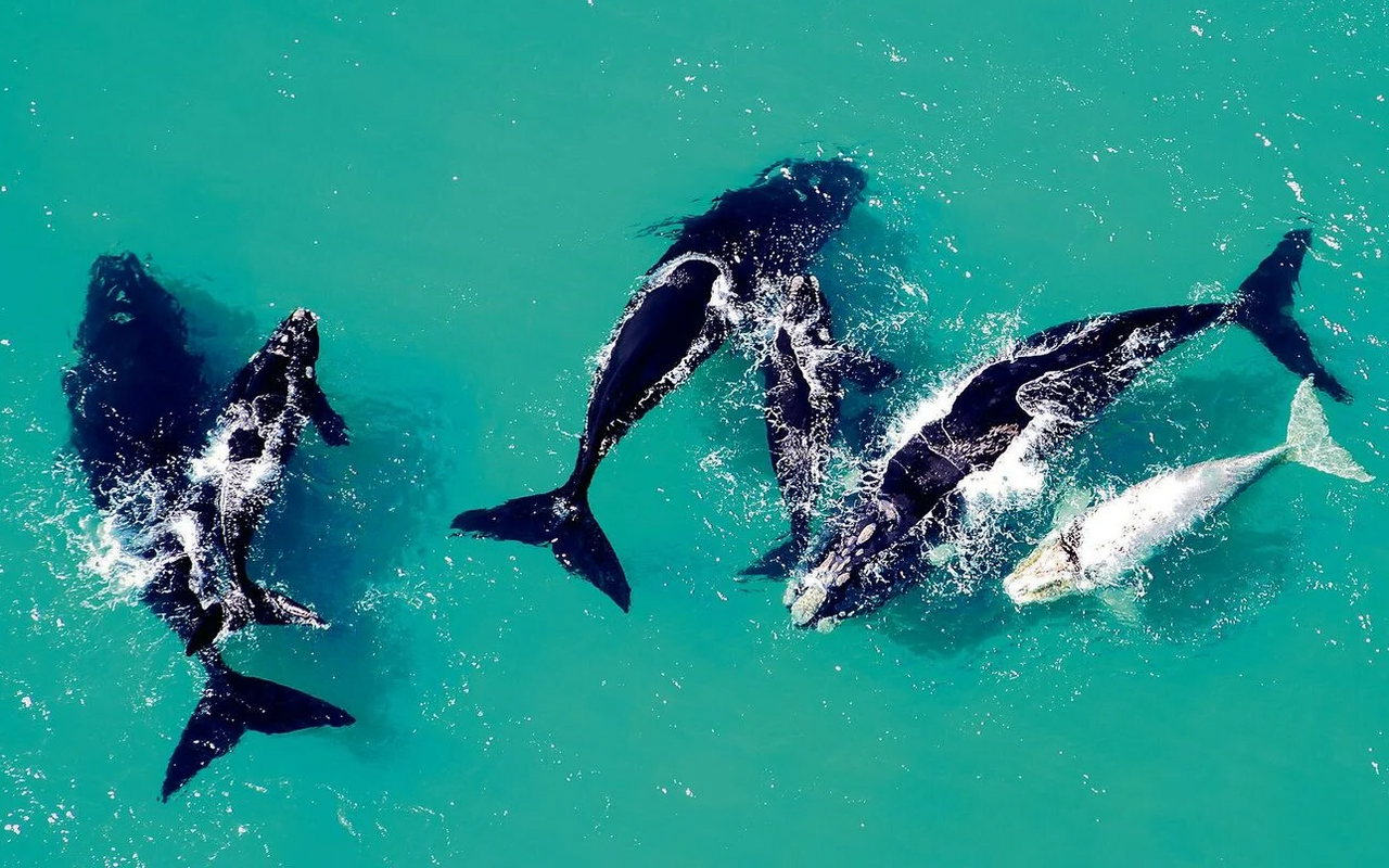 Auch die Population der bleifarbenen Delfine vor Dyer Island ist bedroht.