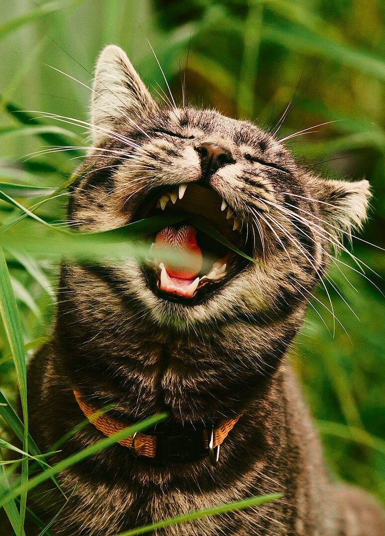 Katzen fressen Gras, begünstigen so die Verdauung und Haare werden ausgeschieden.