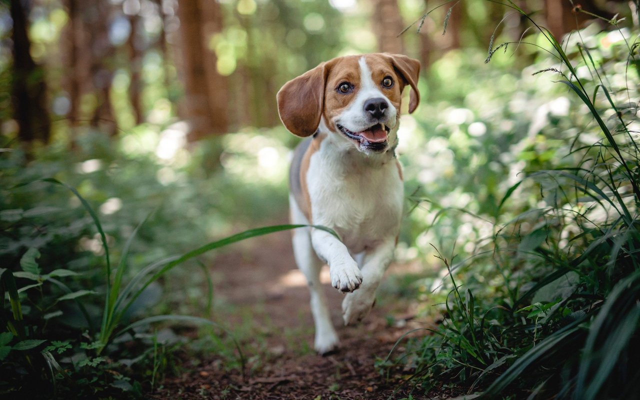 Hunde, wie dieser Beagle, die das Jagen in den Genen haben, können in der Brut- und Setzzeit frei umherlaufend gefährlich für Wildtiere werden. 