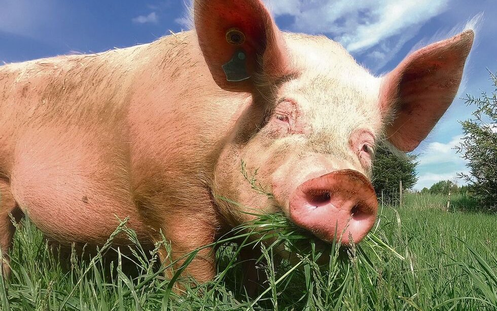 Glückliche Schweine dürfen draussen grasen.