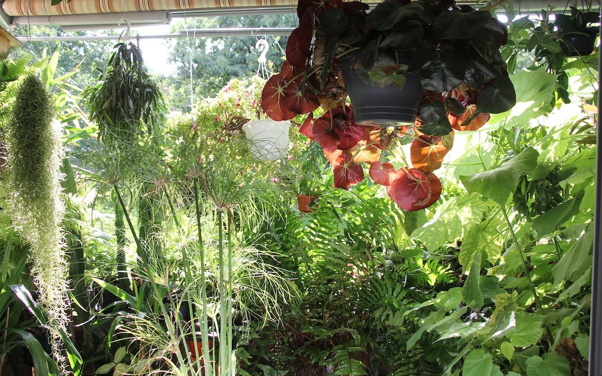 Zimmerpflanzen entfalten sich während der warmen Jahreszeit im Freien besonders üppig. Im Vordergrund wächst ein Pypyrus, von links nach rechts gedeihen: Greisenbart, Wachsblume, Fuchsie, Schwertfarn und Zimmerlinde. 