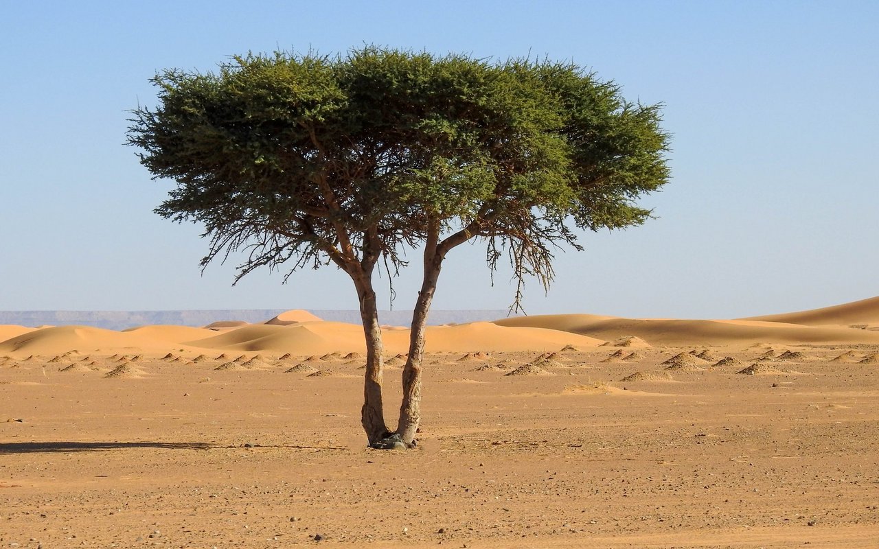 Akazien (Acacieae): Wüstenbäume, die mit ihren Wurzeln über 40 Meter tief in den Boden bohren, um ans Grundwasser zu gelangen. Sie sind damit unabhängig vom Regenwasser.
