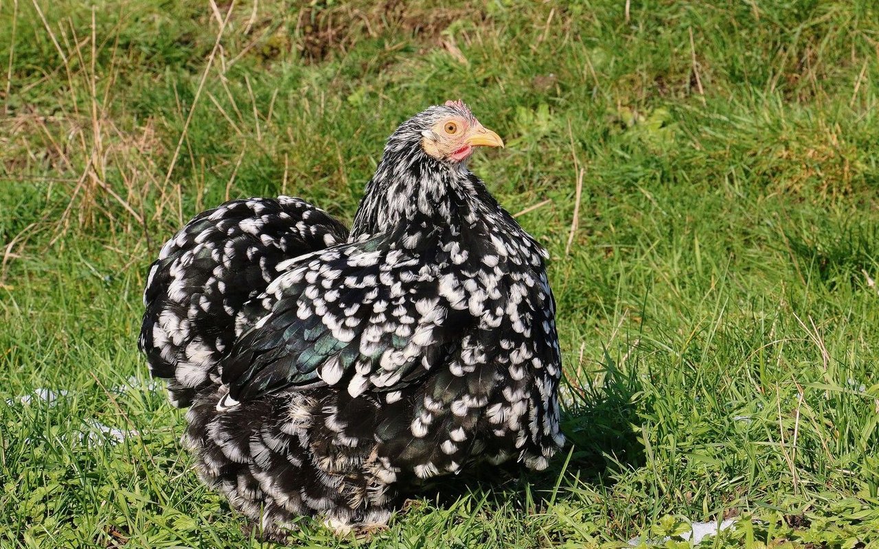 Hellbraune Eier, flaumweiches Gefieder und befiederte Beine zeichnen die ruhigen Zwerg-Cochin aus (Bild von 2021).