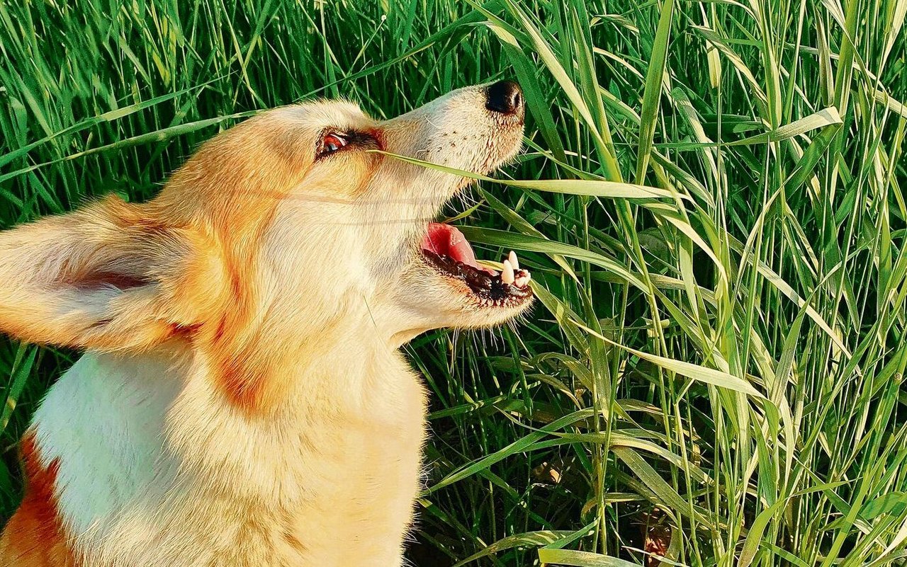Bei Hunden kann das Grasfressen auch bedeuten, dass es ihnen übel ist und sie den Magen reinigen.