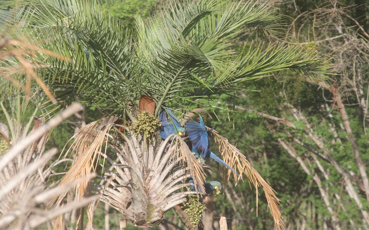 Hier knacken Lear-Aras die Nüsse von Licuri-Palmen im brasilianischen Bundesstaat Bahia. 