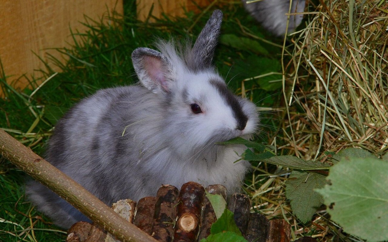 Kaninchen können auch in einem Gehege in der Wohnung gehalten werden. 