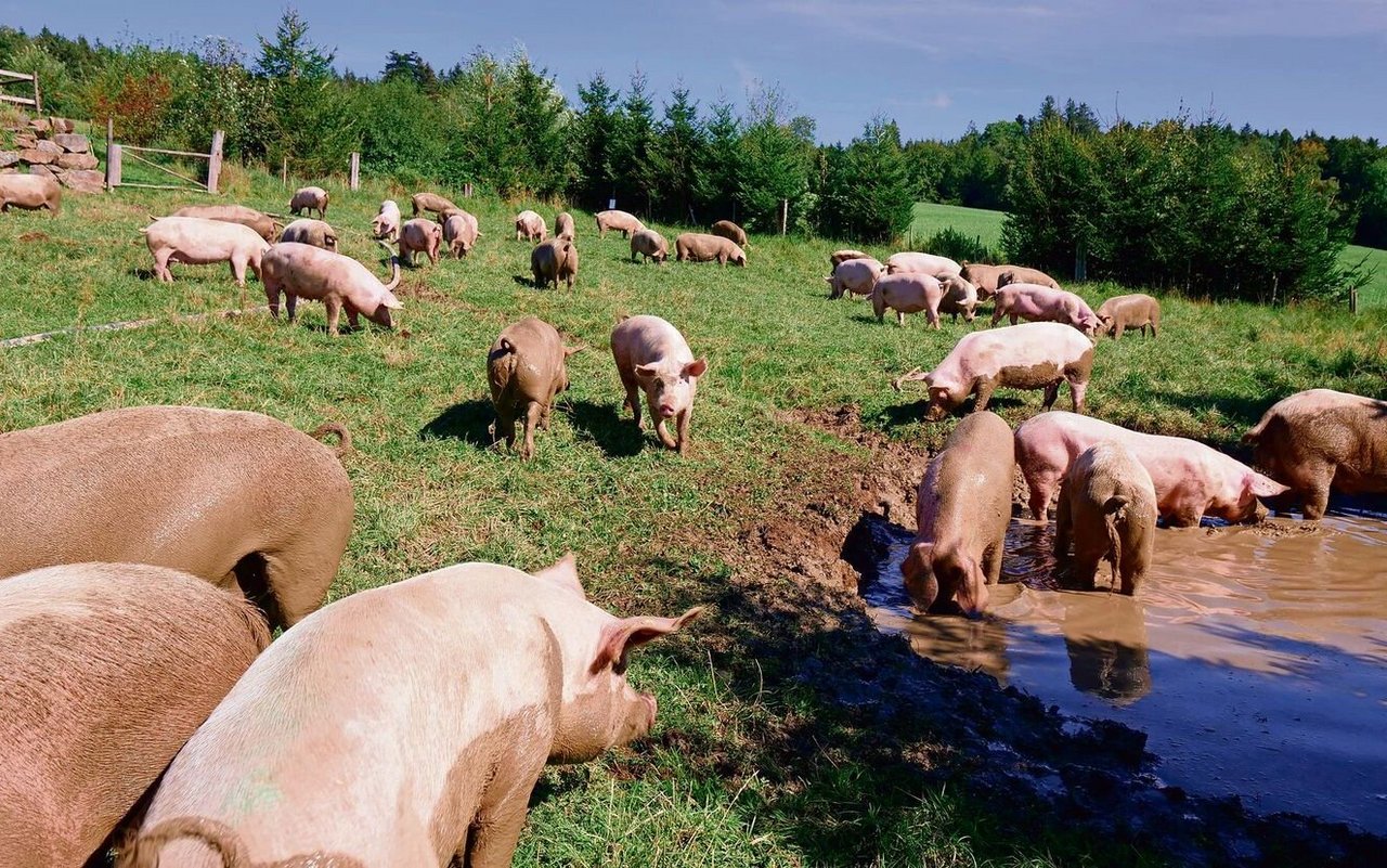 In Sulz geniessen die Schweine bei gutem Wetter Weidegang.