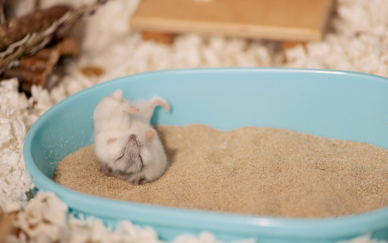 Zur regelmässigen Fellpflege brauchen Hamster ein sauberes Sandbad. 