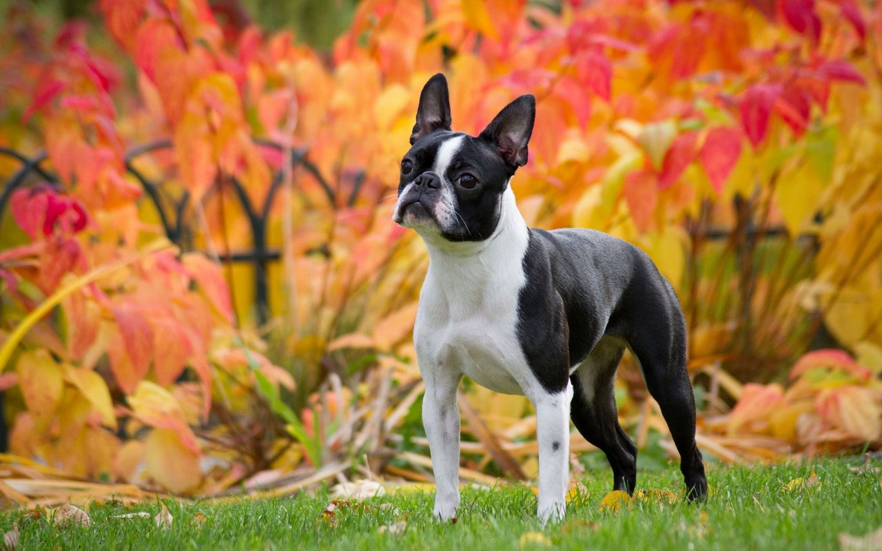 Der Boston Terrier ist für seinen kompakten Körper, die hochstehenden Ohren und den markanten Gesichtsausdruck bekannt.