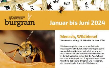 Das Agrarmuseum Burgrain stellt die Wildbienen dieses Jahr in den Fokus.