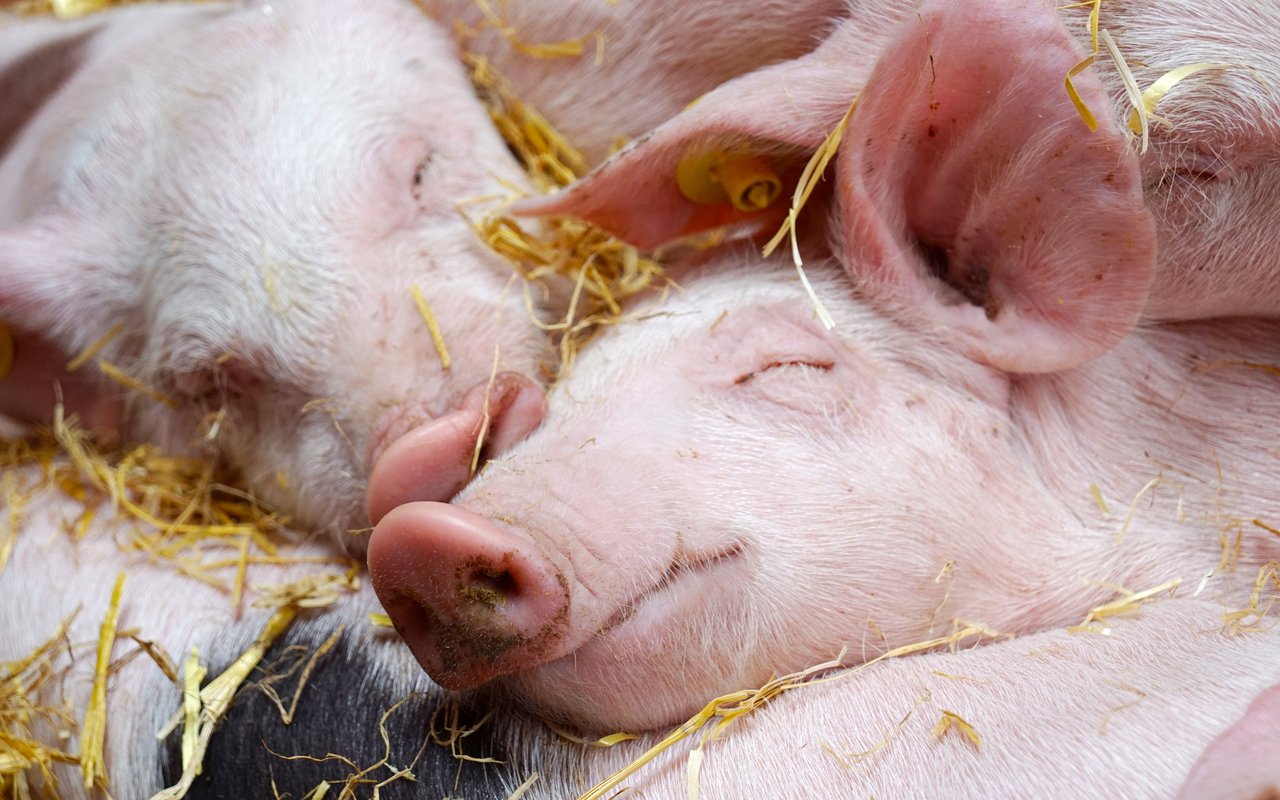 Schweine haben einen ähnlichen Tagesrhythmus wie Menschen, wenn sie ihn frei bestimmen können.