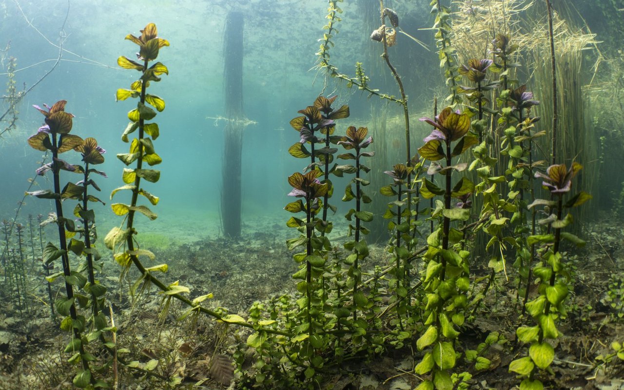 Unterwasserwelt in einer Aarebucht beim Bernerschachen.