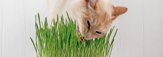 Katze frisst Gras