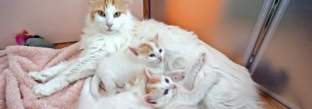 Türkisch-Van-Katze mit Jungtieren