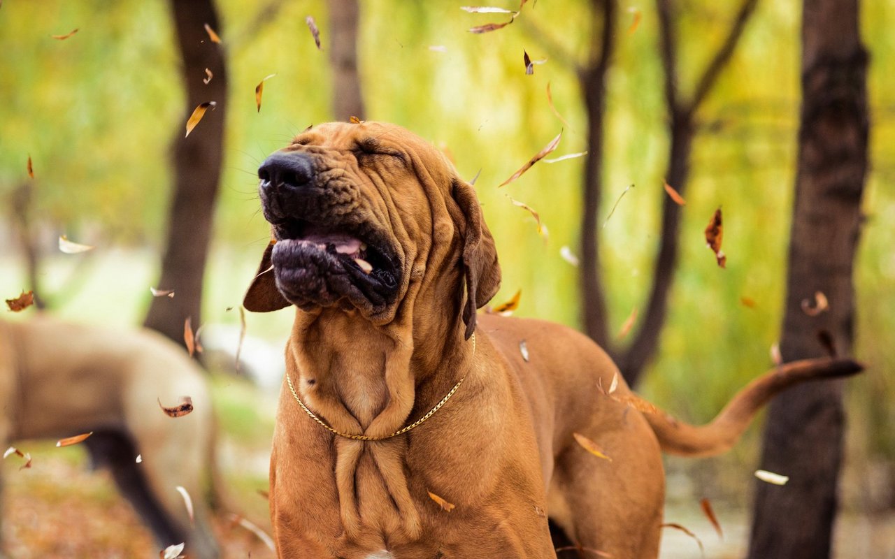 Zwingerhusten ist eine Infektionskrankheit, die jeden Hund treffen kann.
