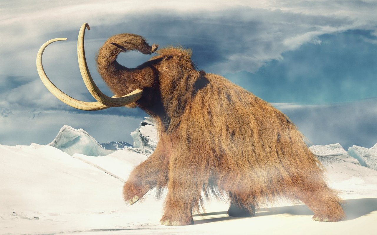 In Nordamerika war das Wollhaarmammut vor allem in Alaska und im nördlichen Kanada verbreitet