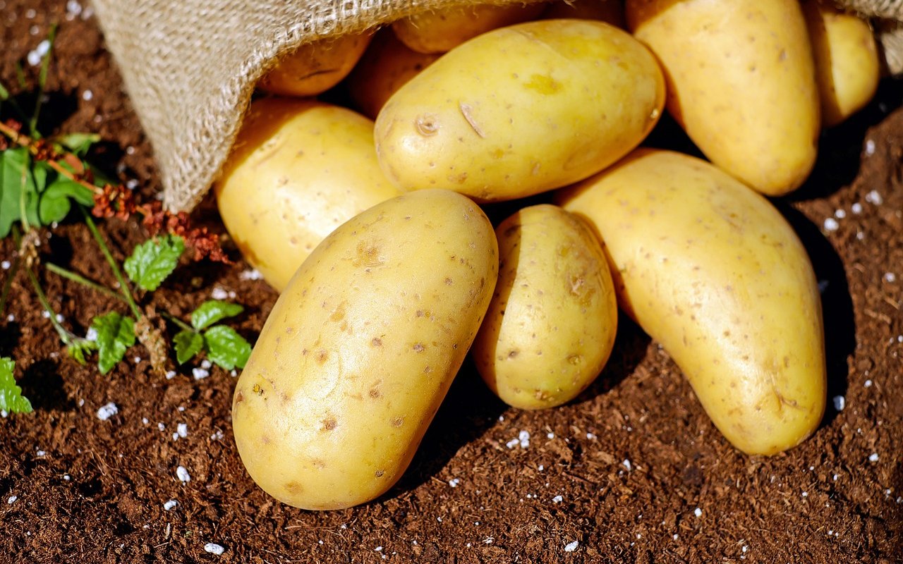 Kartoffeln: April-Juli pflanzen, 30 cm tief, anhäufeln, 4-6 Monate Ernte, Mischkultur mit Bohnen, Mais, Pfefferminze, Baldrian, Kapuzinerkresse.