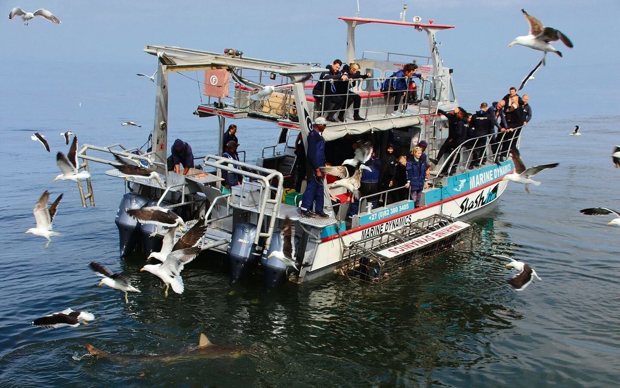 Käfigtaucher warten vergebens auf den Weissen Haie rund um Gansbaai.