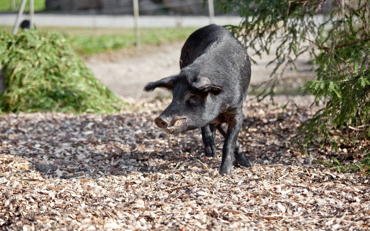 Durch die Aufnahme von Grünfutter reichern sich im Fleisch der Schweine wertvolle Omega-n3 Fettsäuren an, die dem modernen Schweinefleisch fehlen.