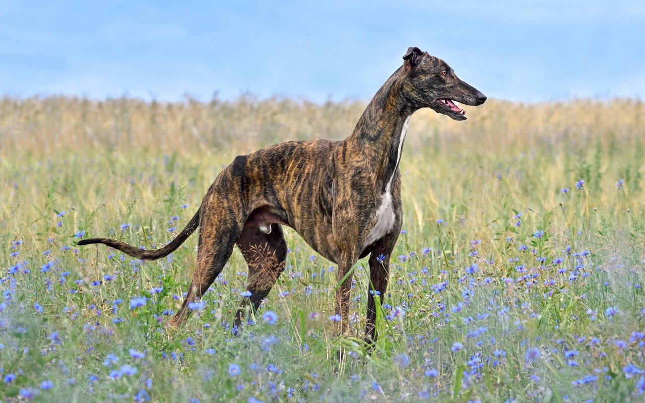Der Greyhound besitzt einen schlanken und eleganten Körperbau, der ihnen eine bemerkenswerte Schnelligkeit ermöglicht.