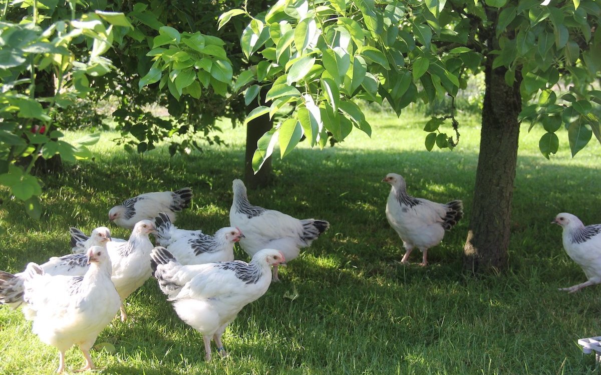 Hühner wie diese Sussex mögen Deckung von oben wie Bäume und Sträucher.