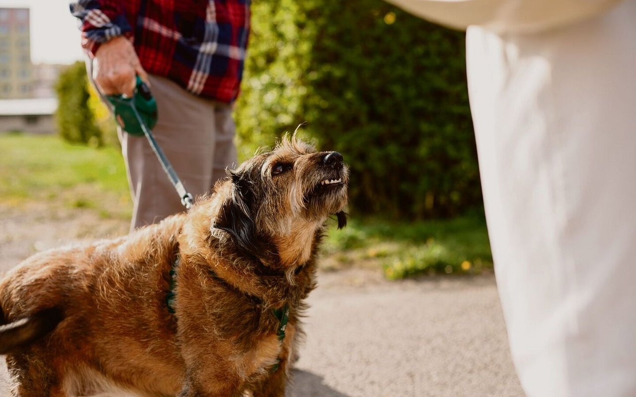Aggressives Verhalten an der Leine ist ein häufiges Problem bei Hunden.