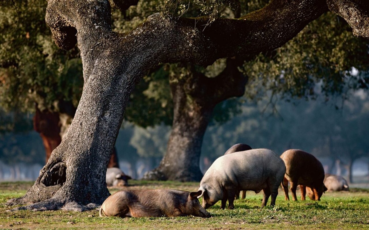 Am liebsten streifen Ibérico-Schweine frei durch die Eichenwälder im Südwesten Spaniens und fressen Eicheln.