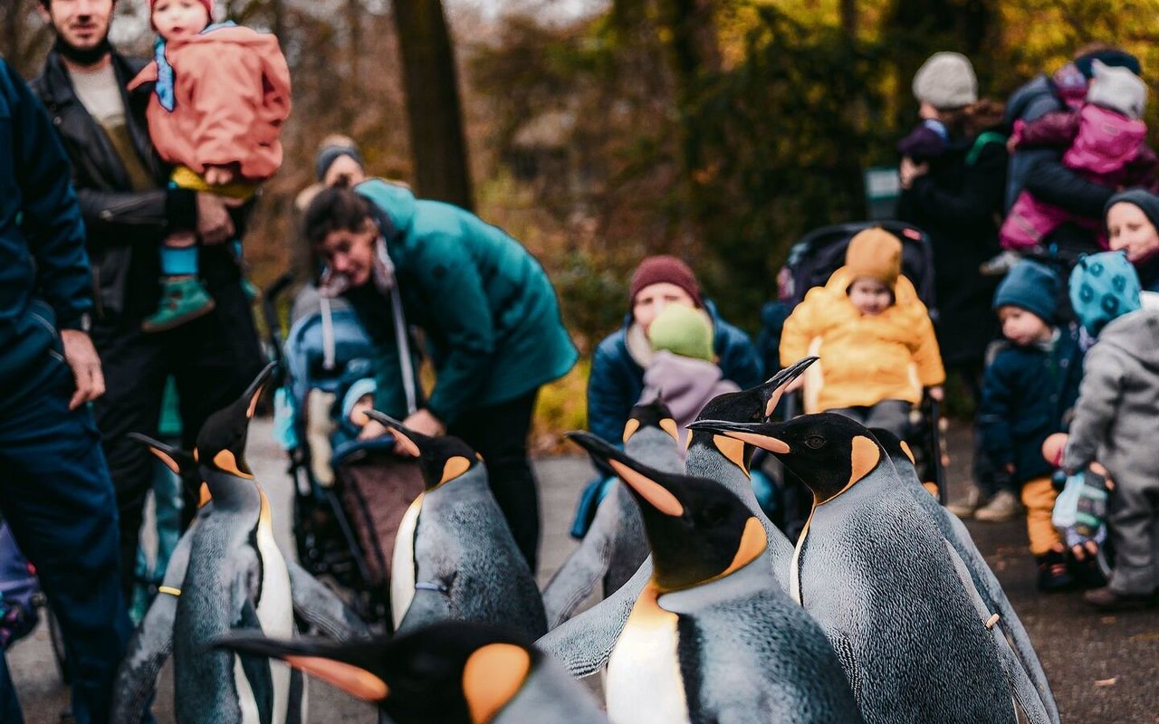 Reale Begegnungen mit Wildtieren sind in Zoos möglich, beispielsweise mit den Königspinguinen während ihrem Marsch durch den Basler Zoo. 