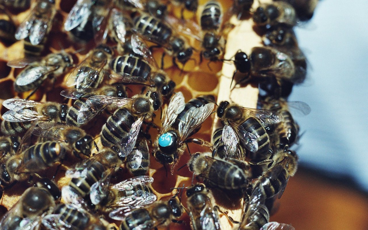 Die Dunkle Biene ist robust, haushälterisch und flugstark