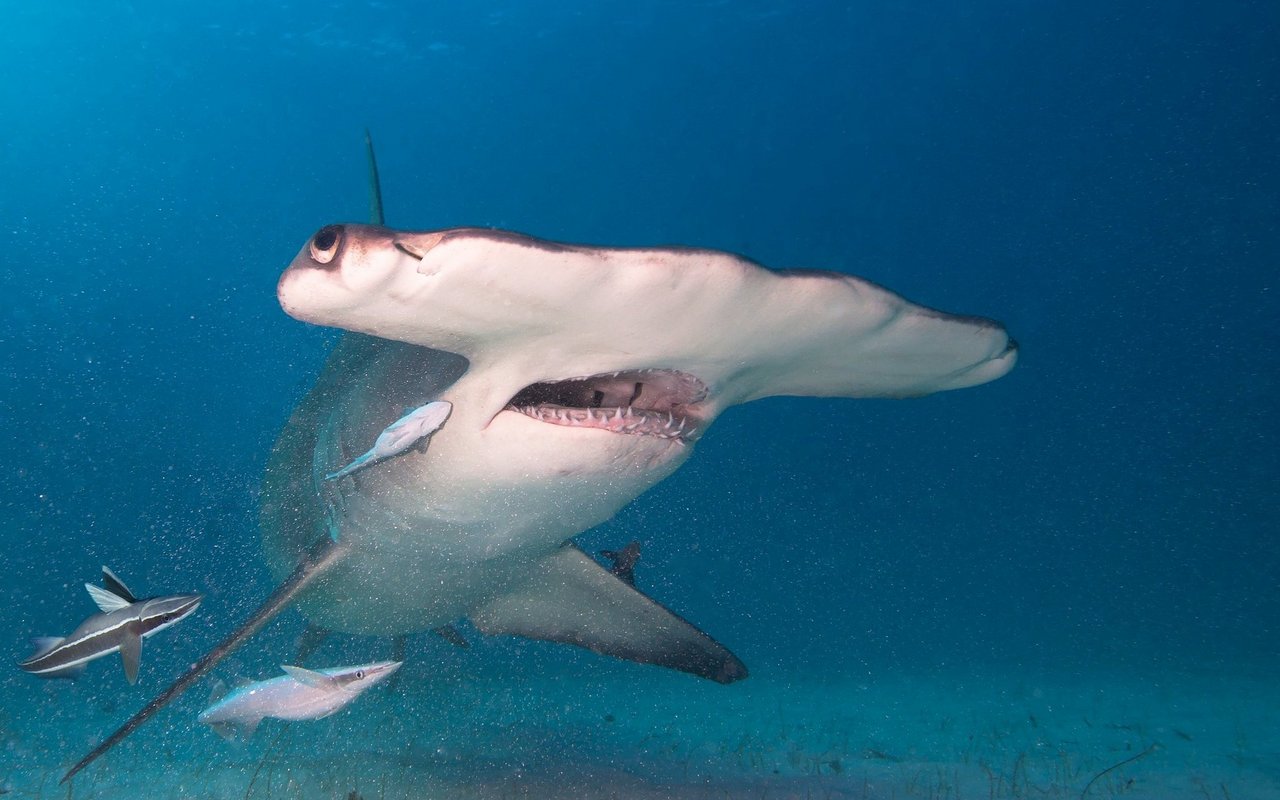Hammerhaie leben weltweit vor allem in tropischen und subtropischen Küstengebieten.