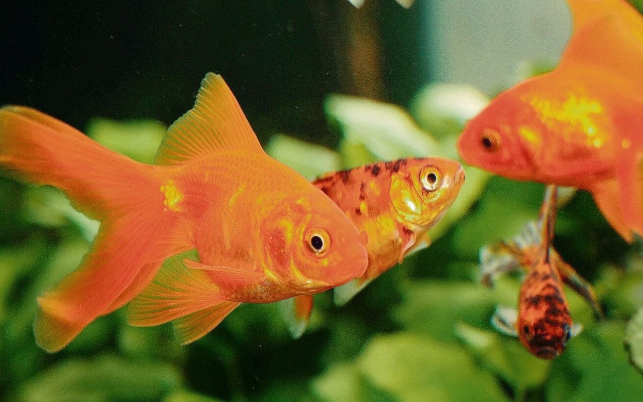 Von Goldfischen gibt es viele verschiedene Zucht- und Farbformen. Sie werden seit Alters her gezüchtet. 