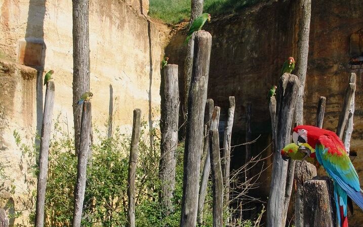  Auch über die Grossvoliere der Papageien im französischen Zoo Doué-la-Fontaine, würde er sich freuen. Heidiger war nämlich der erste in Europa, der in Zürich einen offenen Flugraum für Vögel eröffnete.