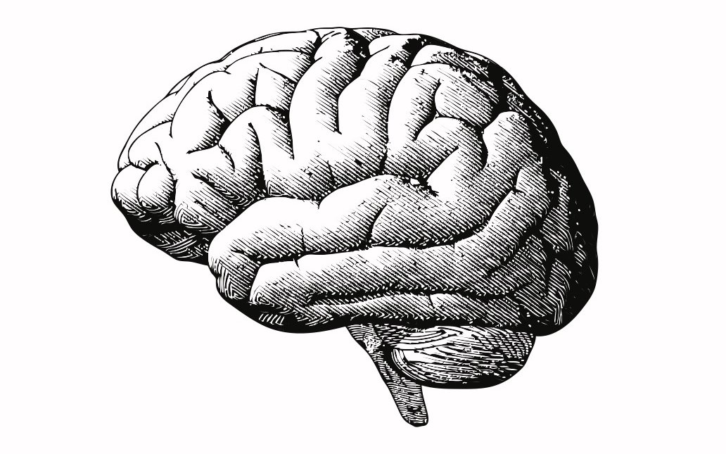 Fehlerhaft gefaltete Proteine im Gehirn können krank machen. 
