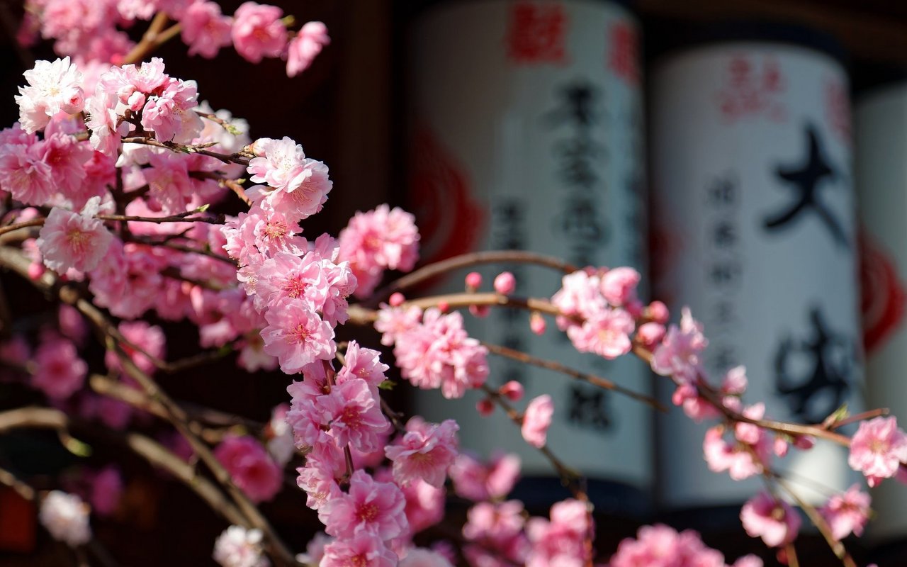 Kirschblüten in Japan: Ein Symbol für Schönheit und Vergänglichkeit.