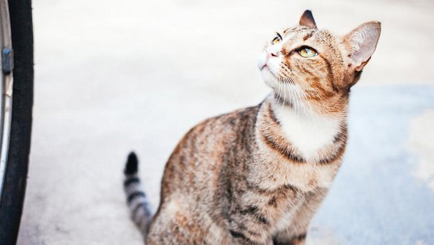 Katze vor Autorad