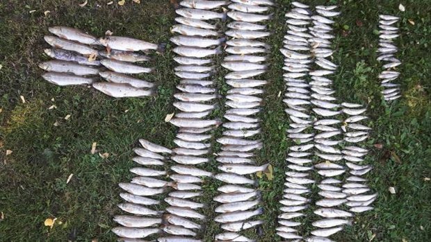 Fischsterben im Kanton Freiburg