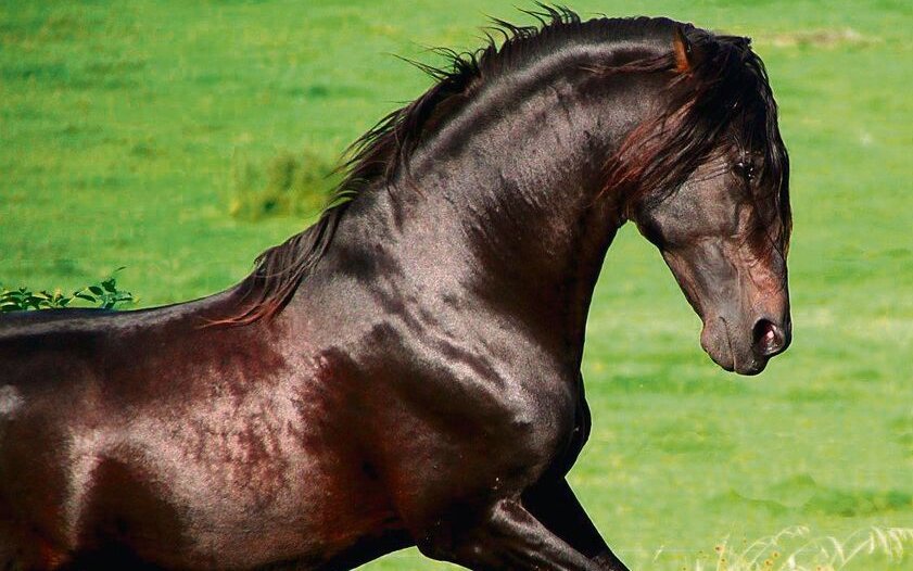 Der schwarze Hengst Andaluz ist der Begründer ihrer Zucht.
