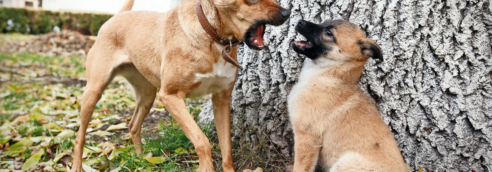Was bedeutet es, wenn ein Hund im Spiel knurrt? tierwelt.ch TierWelt