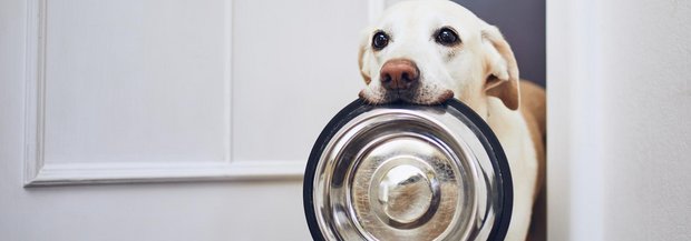 Hund hält Futternapf im Maul