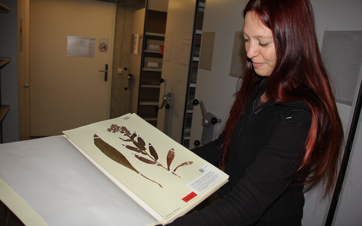 Die Botanikerin Dr. Katja Rembold ist Kuratorin des Herbariums des Botanischen Gartens Bern. 