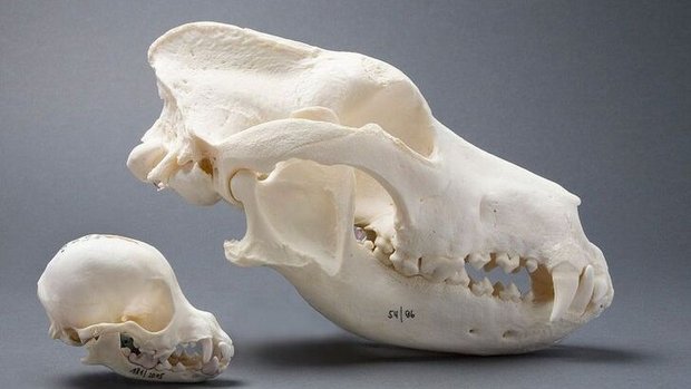 Grösste wissenschaftliche Hundesammlung im Naturhistorischen Museum Bern