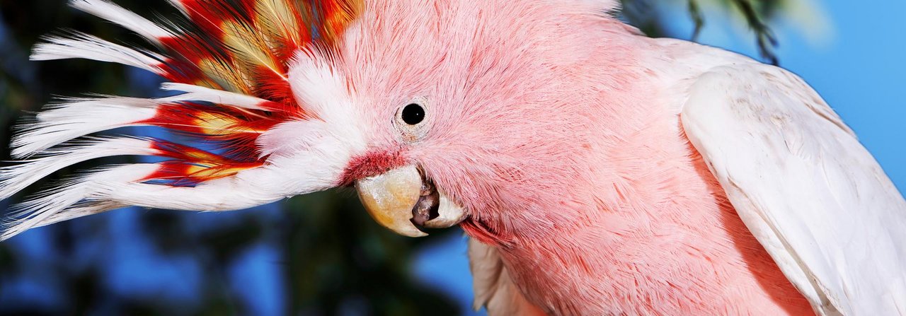 Der Inkakakadu (Cacatua leadbeateri) gehört zur Familie der Kakadus. Er kommt mit zwei Unterarten in Australien vor und ist dort wegen seiner rückläufigen Bestandszahlenvollständig geschützt.