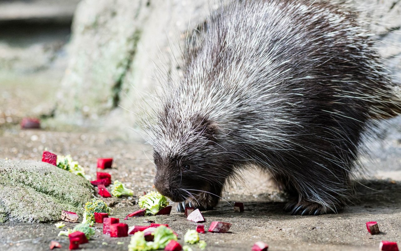 Die Tiere ernähren sich vorwiegend von Beeren, Nüssen, Knospen und Baumrinde. 