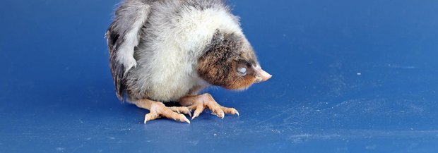 Krankes Küken mit verdrehtem Kopf