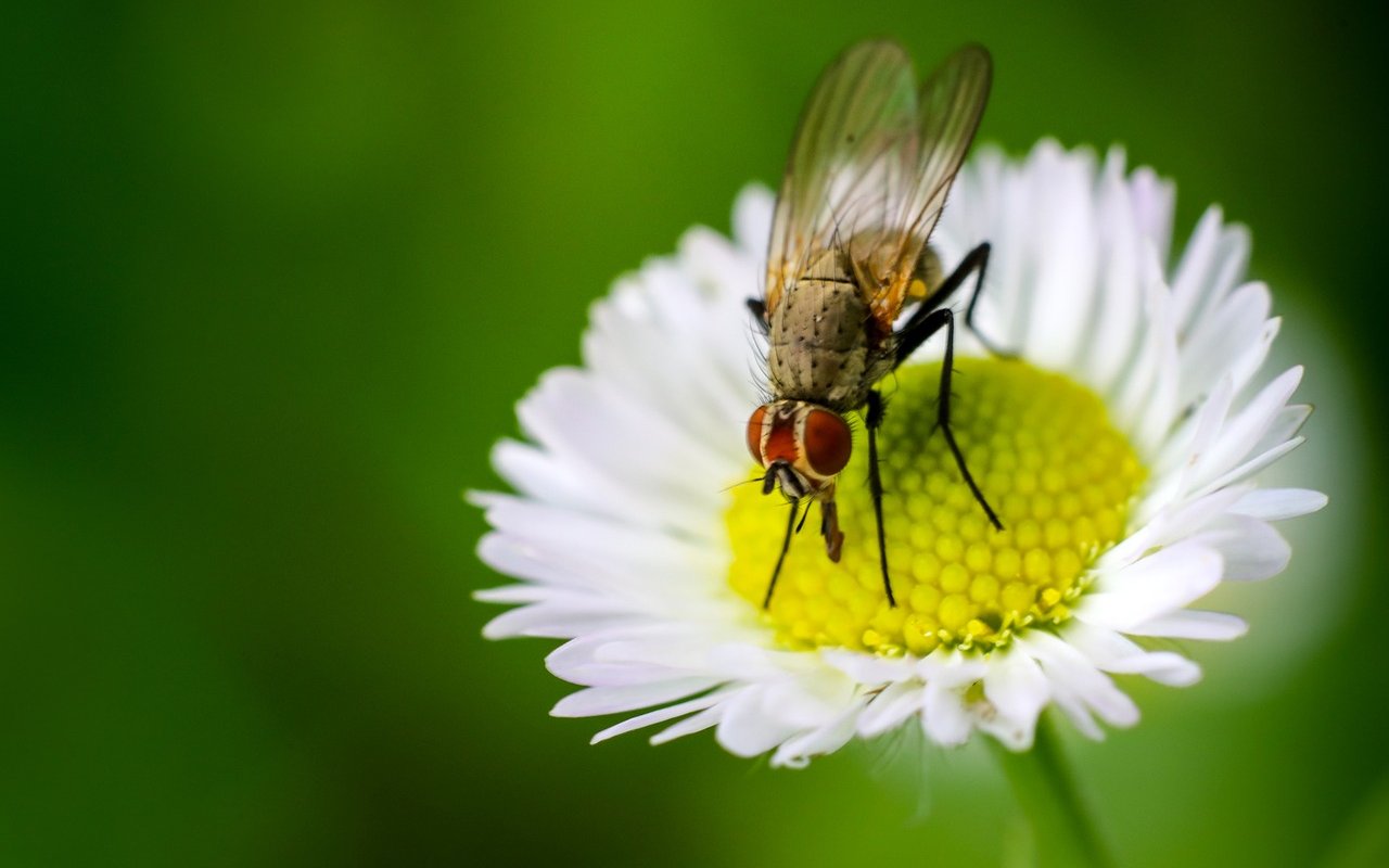 Bienenschutz ist wichtig, aber andere Bestäuberinsekten sollten ebenfalls erforscht und geschützt werden.