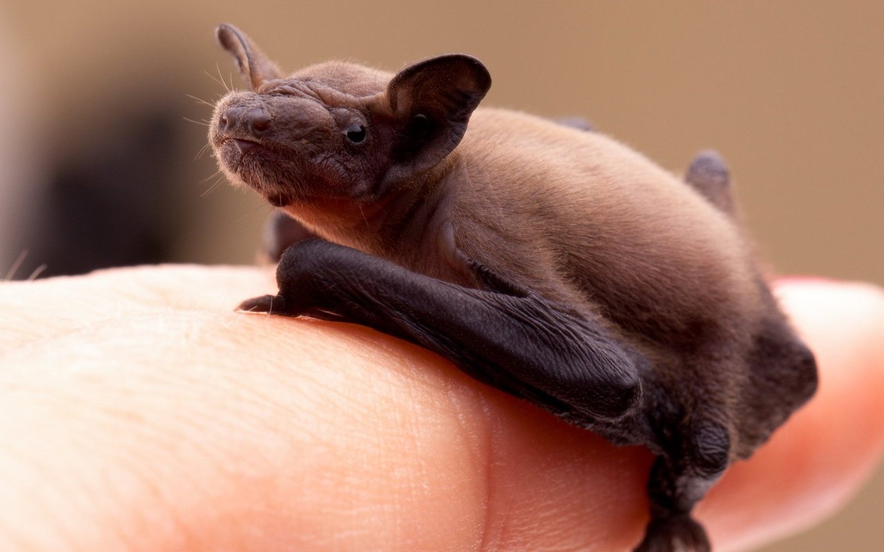 Eine junge Fledermaus erkennt man an ihrem sehr kurzen Fell. Findet man eine am Boden, so braucht sie dringend Hilfe.