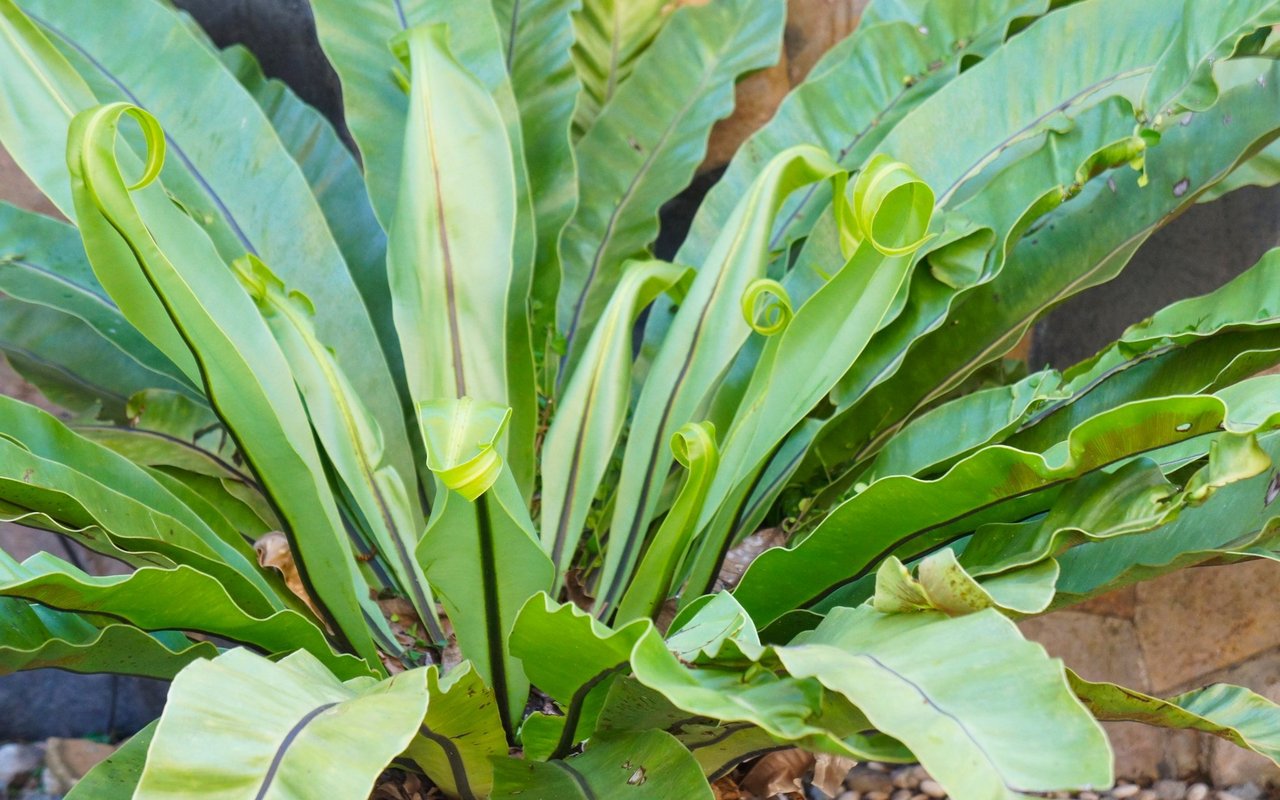 Der asiatische oder afrikanische Nestfarn gedeiht epiphytisch.